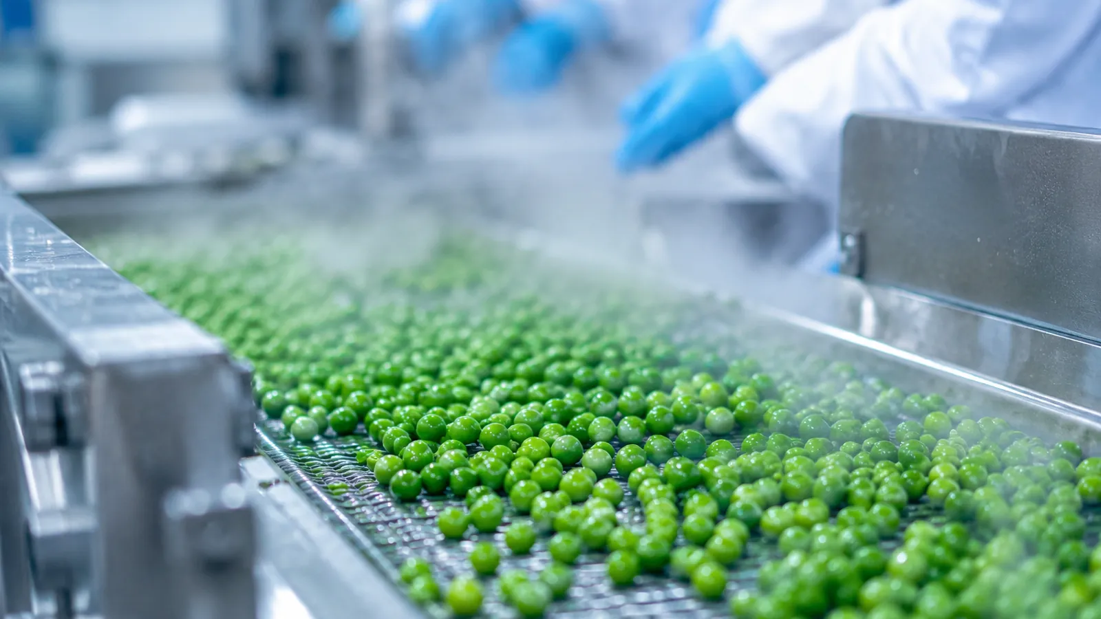 Petits pois verts sur un tapis convoyeur en inox dans un atelier de surgélation, sous une légère brume froide